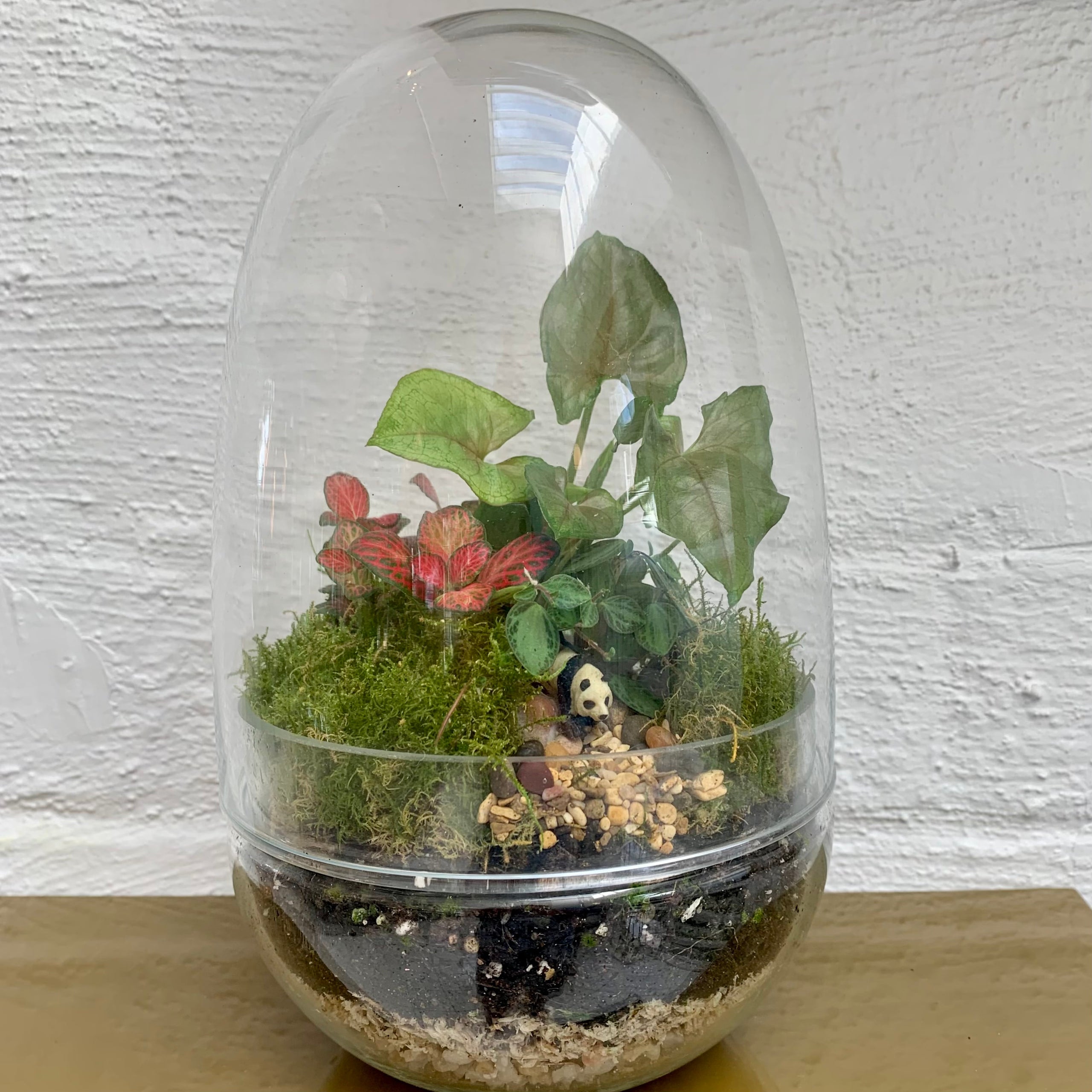 Glass Dome Terrarium Plant One On Me
